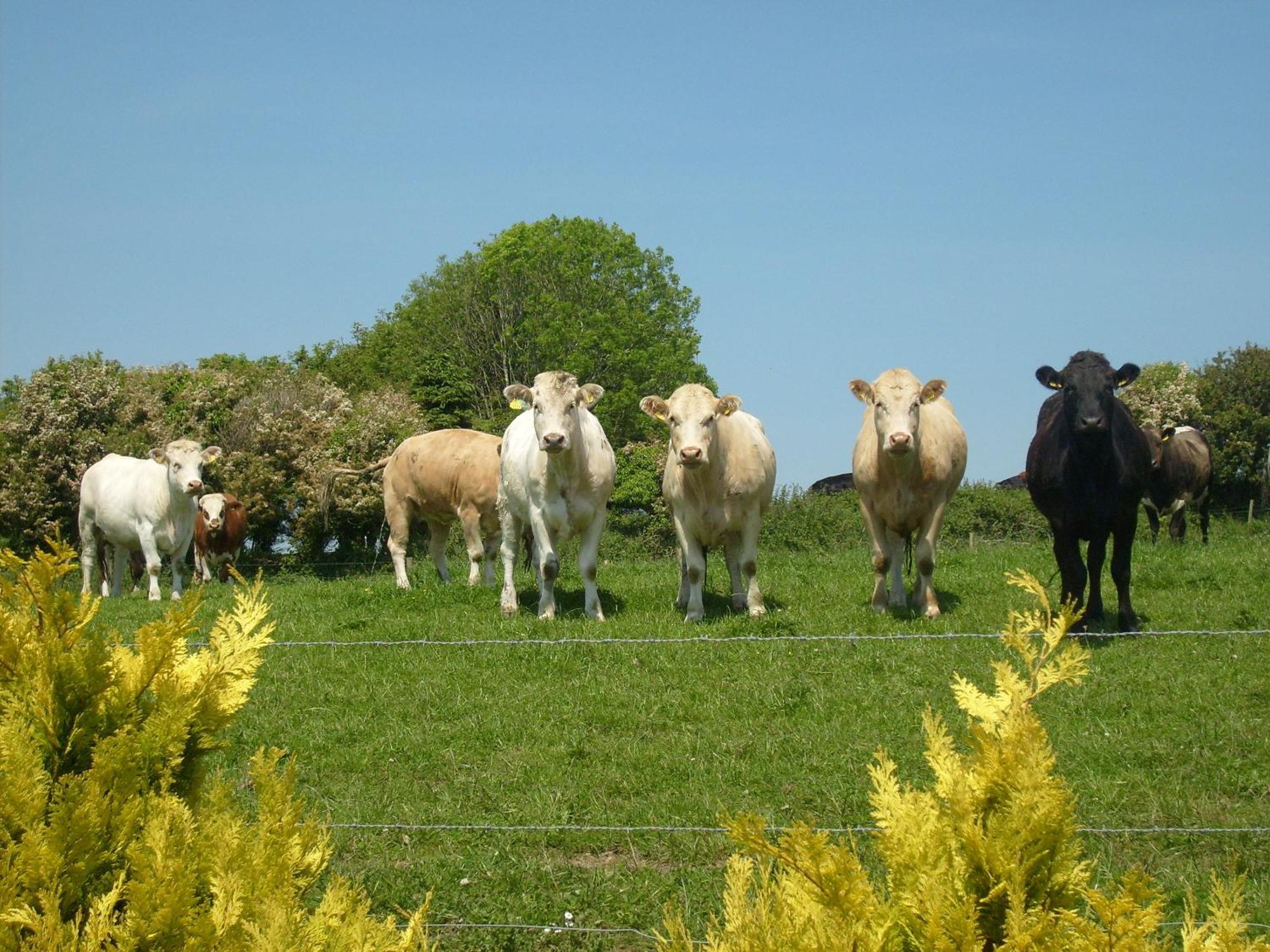 Seafield Farmhouse Kilbrittain Bagian luar foto